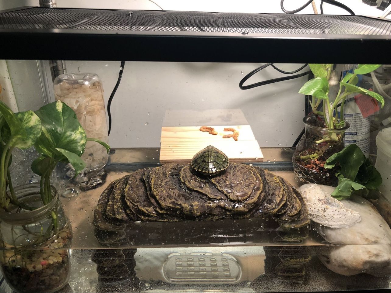 Red Ear Slider (pet Turtle)
