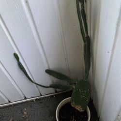 Prickly Pear Cactus Plant!! $10!