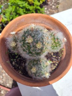 Cattus plant 1 gallon terracota pot