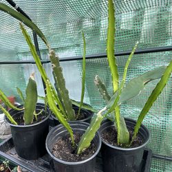 Dragon Fruit Plant In a 6.5” Pot