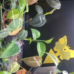 Plants For Sale (not Free) 