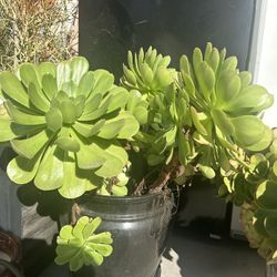 Planta Suculenta $25