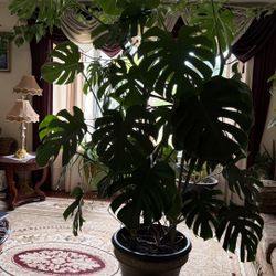 Monstera Plant