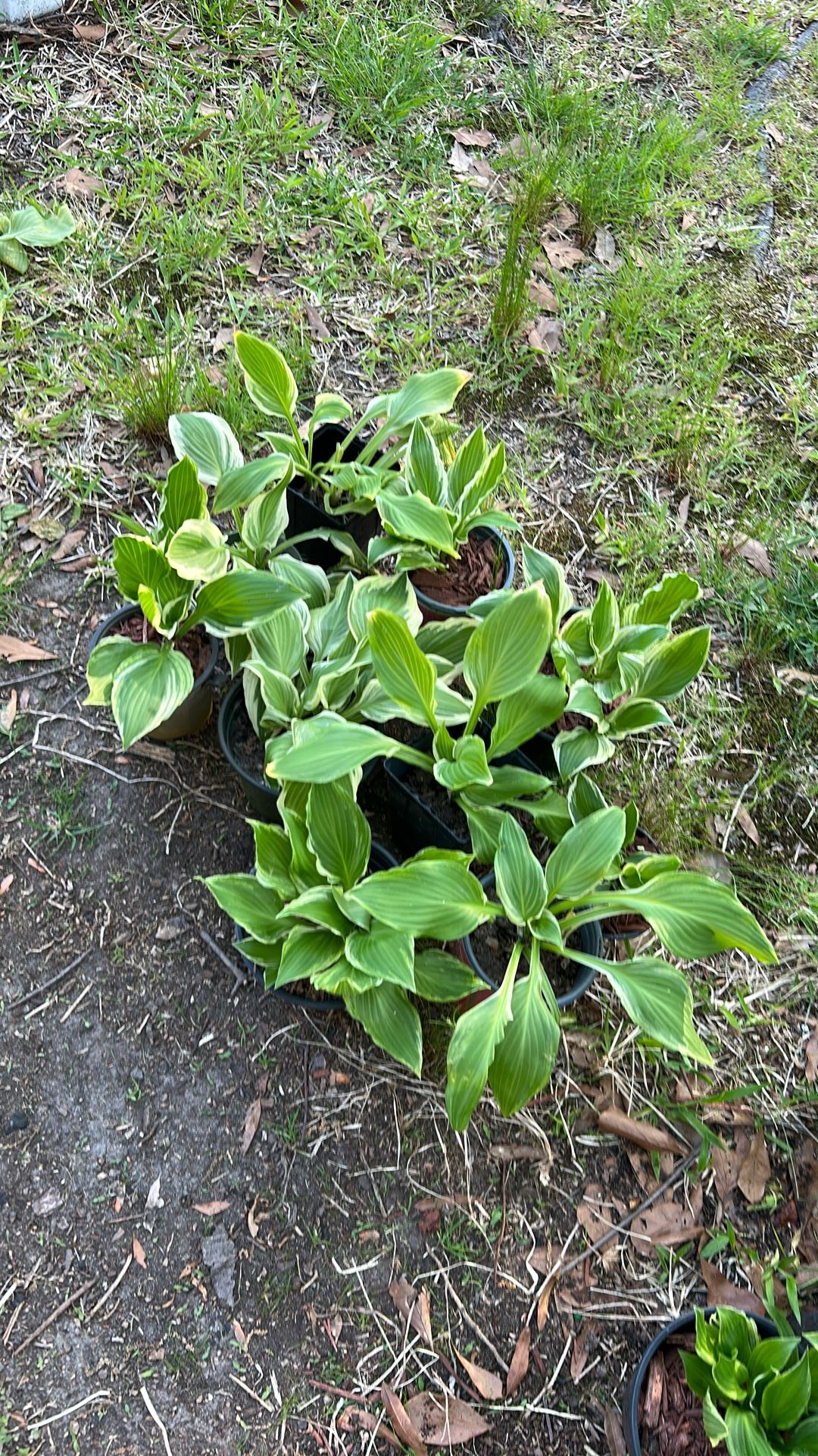 Plants