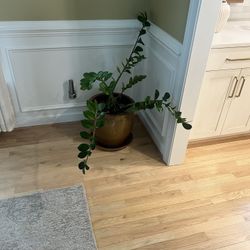 Plants