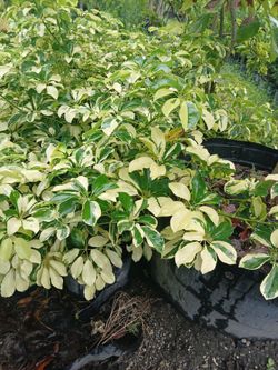 Trinette hedges 7gl $16