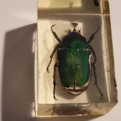 Beautiful Unique Green Beatle Preserved  Ug In Cube