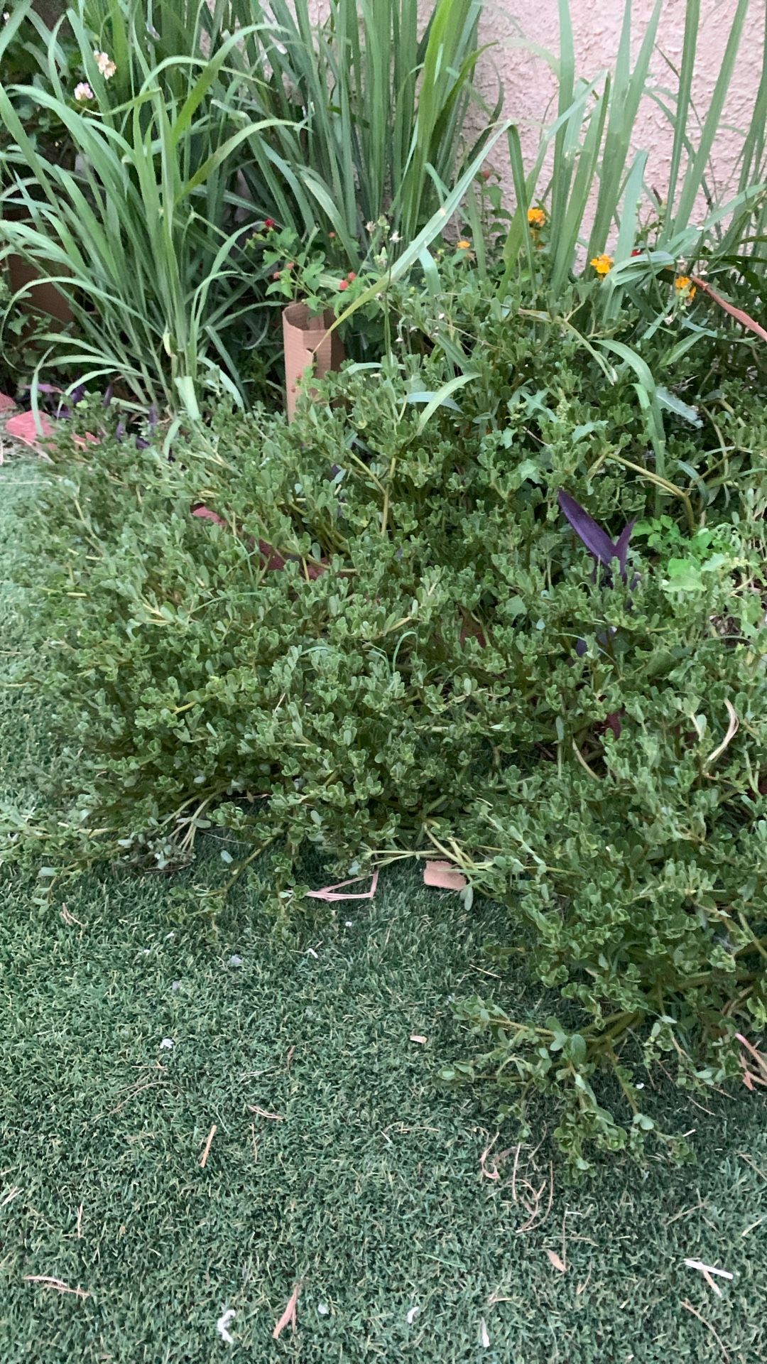 Free Purslane, Northwest Craig & Buffalo 