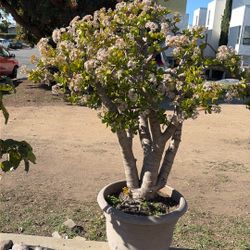 Beautiful Jade Plant in 20 Gallons Pot 