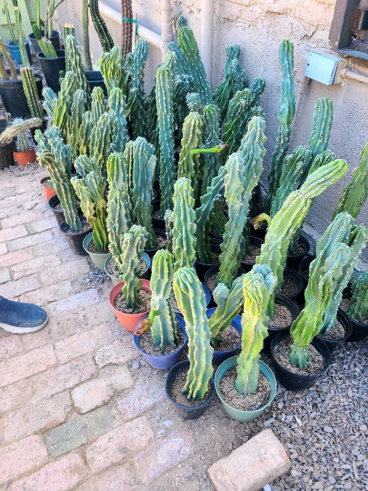 Peruvian Apple Monstrous Cactus