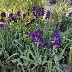 Purple Iris Plants $10 each