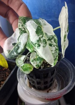 Alocasia frydek