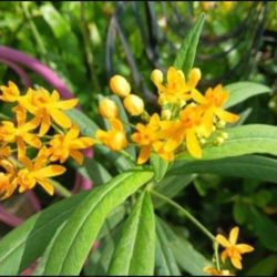 Milkweed Florida Native For Butterflies