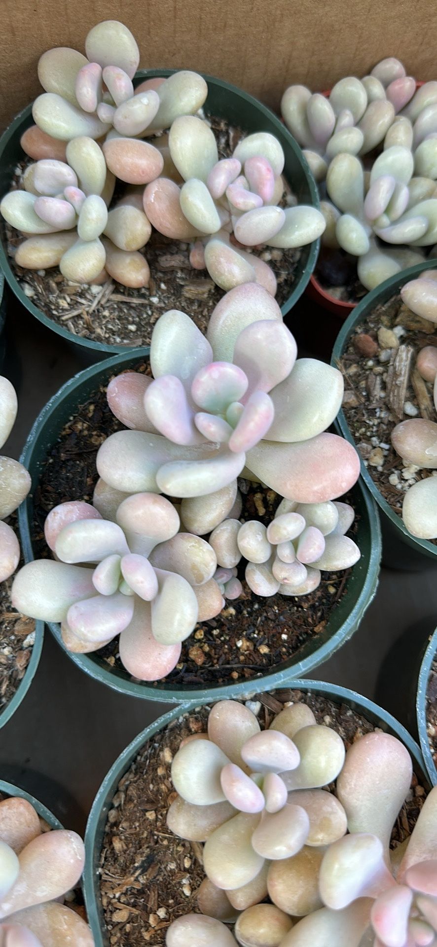 Pink Moonstone