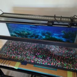 Fresh Water Fish Tank 