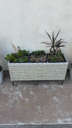 Plants natural with baskets