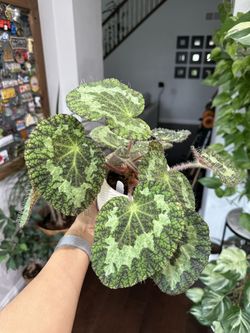 Begonia Longiciliata Sizemorea