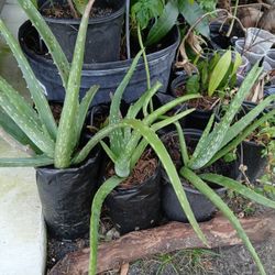 Aloevera