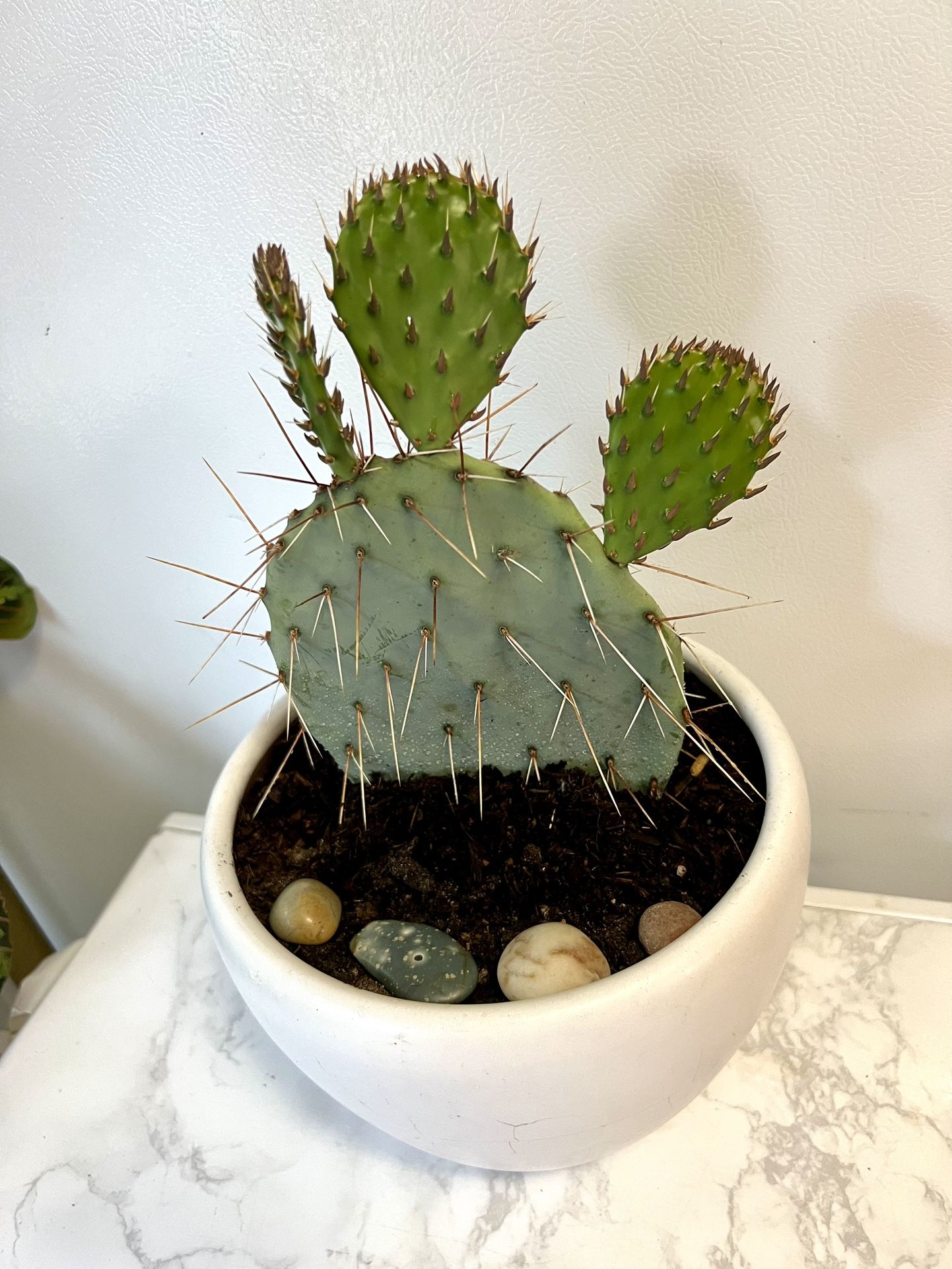Cactus 🌵 Plant 🪴