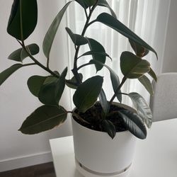 Medium Sized Ruber Tree Plant