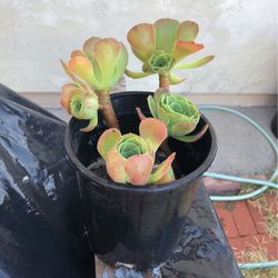 Succulent 