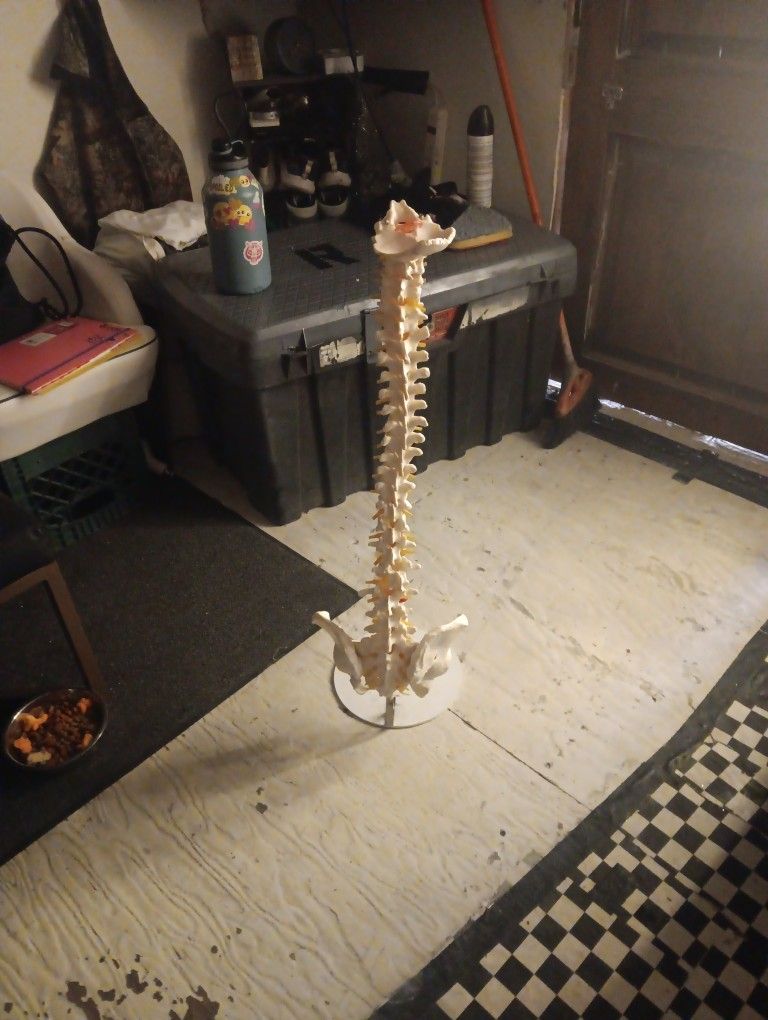 Spine Model