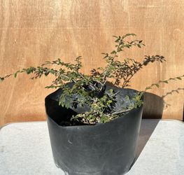 Chinese Elm Bonsai Tree