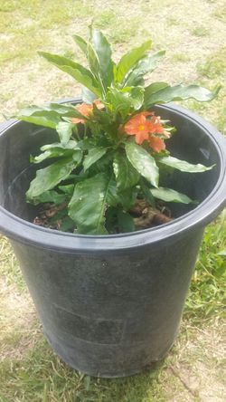 Kanakambaram Crossandra Asian Tropical plant blooming