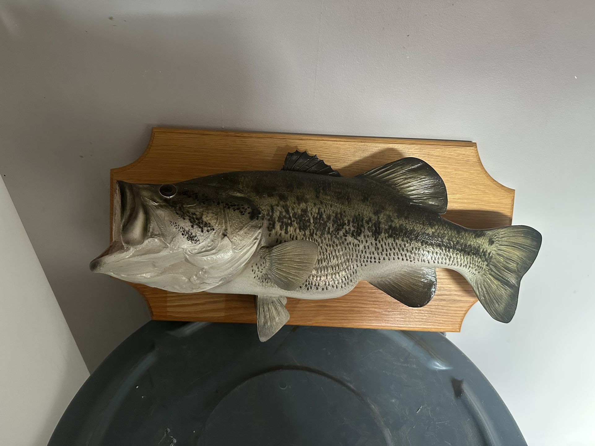 Largemouth Bass