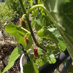 Mulberry Tree for Sale with fruit $200
