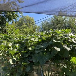 Flor De Calabaza 🎃 