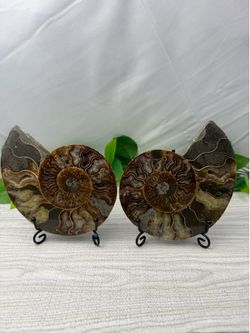 Rare Fossilized Ammonite