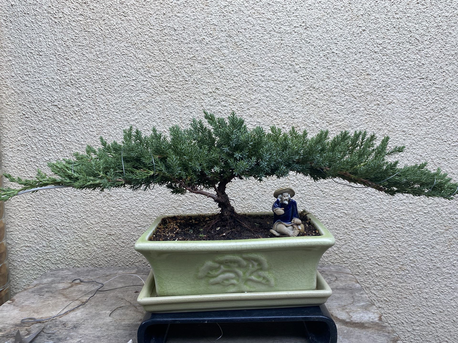 Bonsai Plants $65 Each