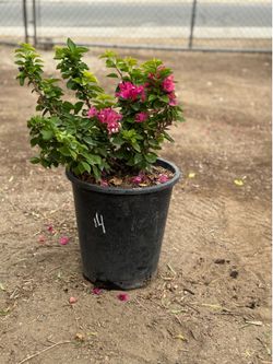 Bougainvillea Pink 5 gal