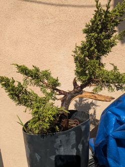 Large Juniper bonsai