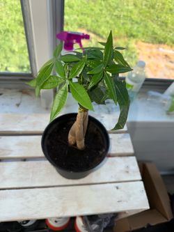 Money tree