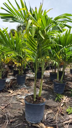 Spectacular Adonidias Plants !  Christmas Palms 5-6 Feet Tall