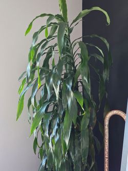 Large Dracaena Plant with Concrete Grey Planter Both Originally From The PLANT STAND