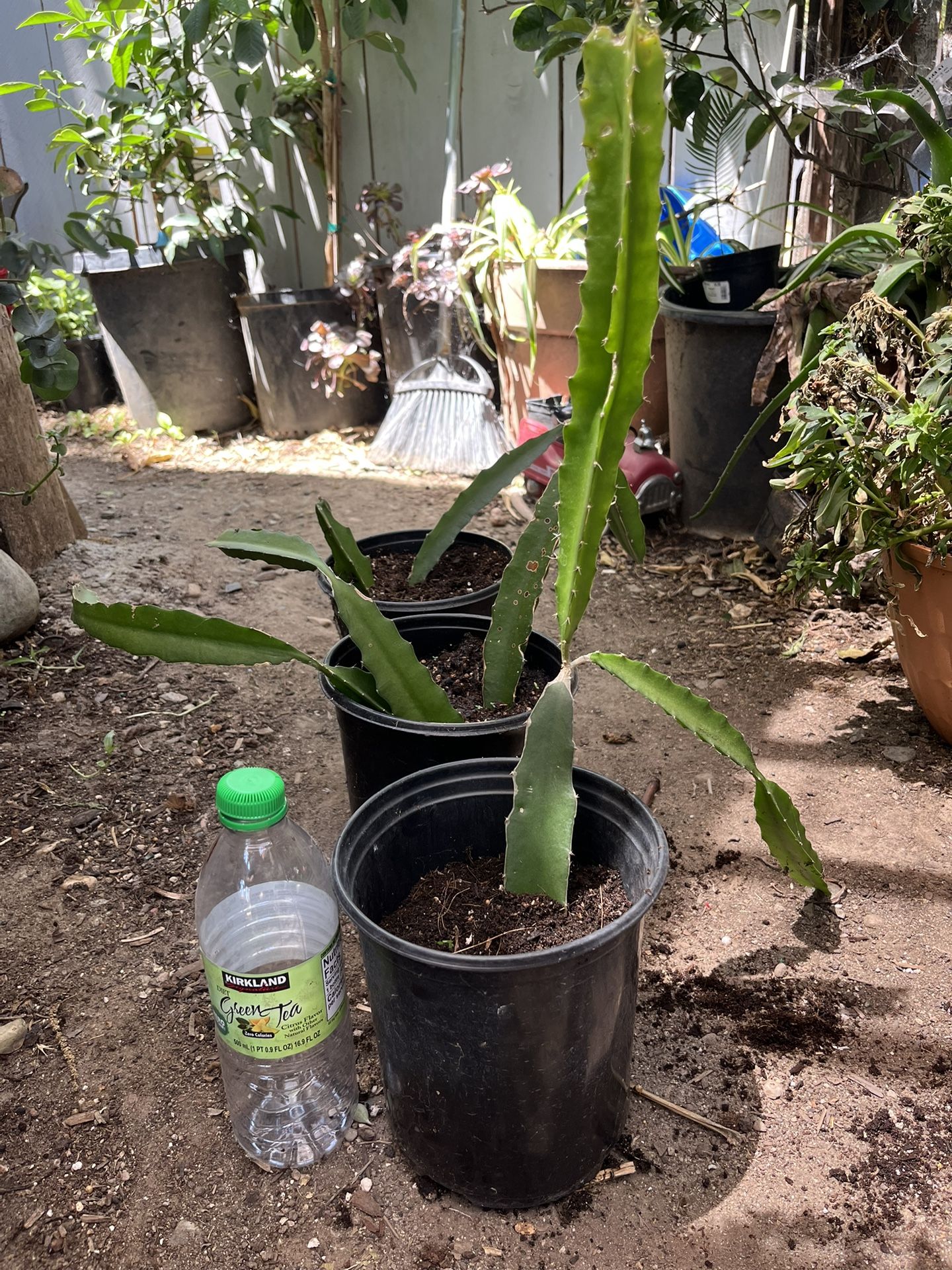 Dragon Fruit Plant