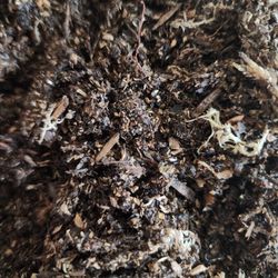 Isopod Soil Mix