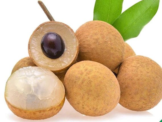 Healthy Logan Fruit Tree Plant