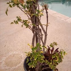 White/Pink Flowered Vine Plant In A Pot $14