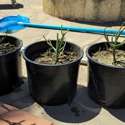 Stick Plants
