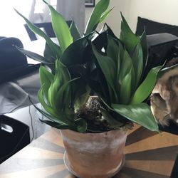 Bird’s Nest Snake Plant Sansaveria In terracotta Pot With Saucer