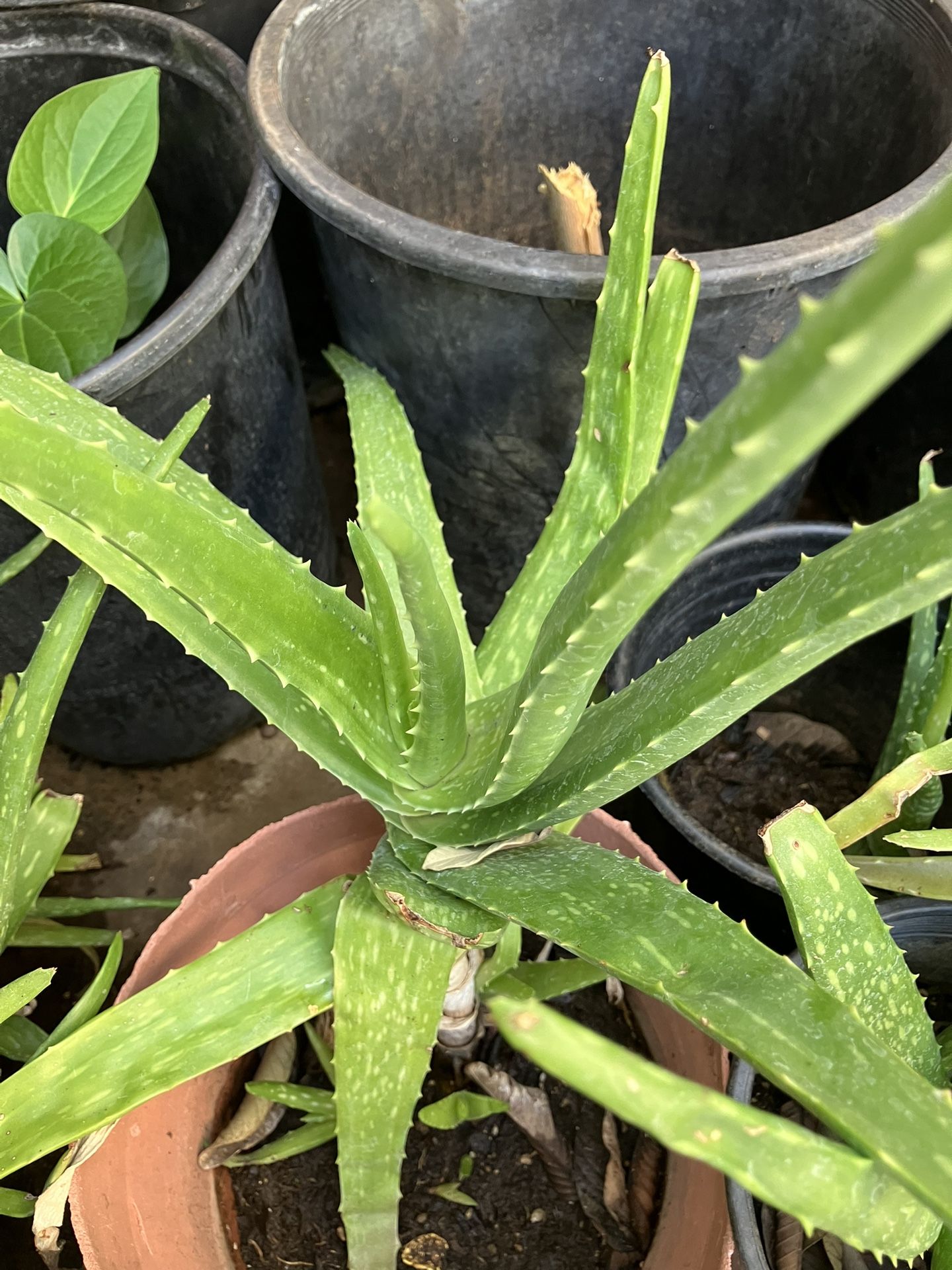 Aloe Vera Plant 