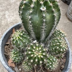 Cactus