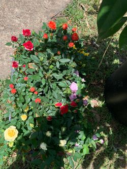 Mini Roses  Only $6 each