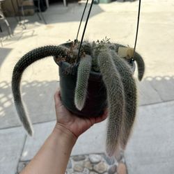 8” Monkey Tail Cactus
