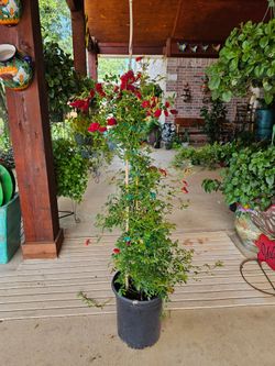 Red Cascade Climbing Rose 4' Tall PLANTS ARRIVE, BEAUTIFUL AND HEALTHY. $40 EACH
