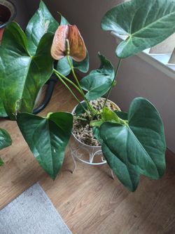 Beautiful Anthurium Plant 🪴